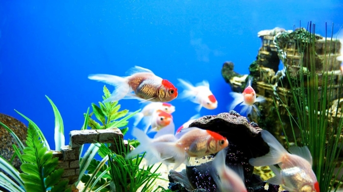 What Are the Kinds of Fish You Can Put in Your Fish Tank? 14 maxresdefault