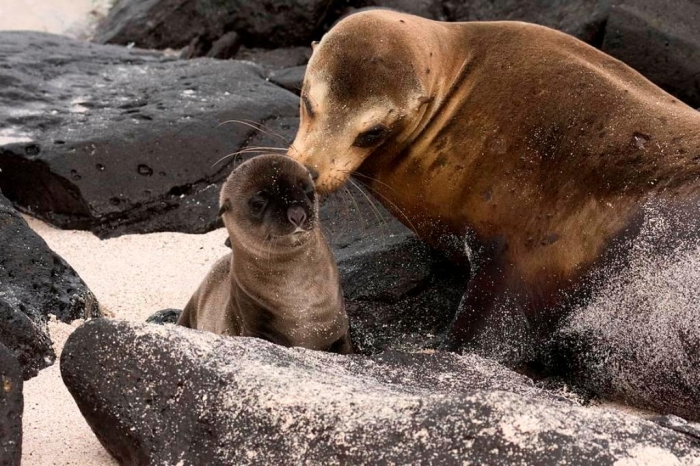 mom-grooms-baby-sea-lion-sally-weigand