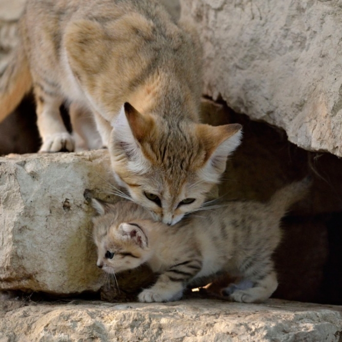 momkitten2 Why Is the Sand Cat the Strongest Cat on Earth?