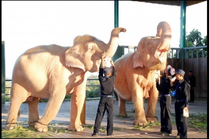 myanmar_burma_elephants_2011_11_24 The White Elephant Is Not a Legend
