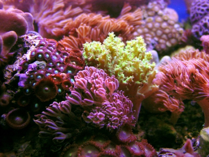nephzoa1000750 What Is the Importance of the Magnificent Coral Reefs?