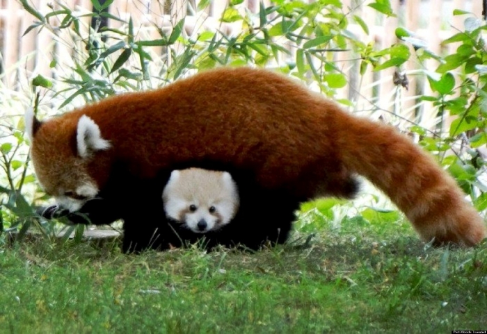 o-BABY-RED-PANDA-SHERMAN-DETROIT-facebook2 Is the Red Panda a Cat, Bear or Raccoon?
