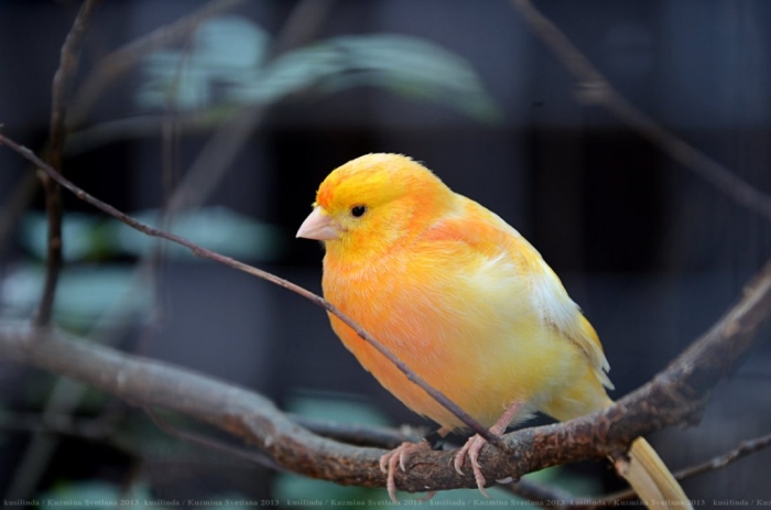 “ Canary” The Bird of Kings, Rich People & Miners 7 orange_by_kusilinda-d6865mt