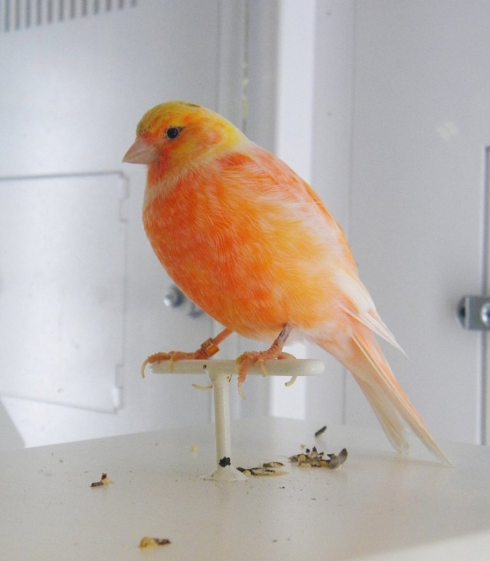 “ Canary” The Bird of Kings, Rich People & Miners 19 orange_colored_canary_by_buzzyg-d46tew5