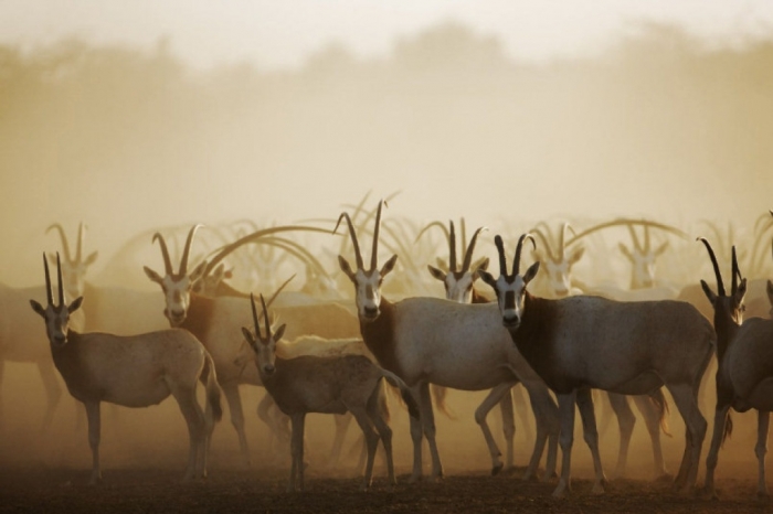 The Arabian Oryx Returns Back to Life 4 oryx
