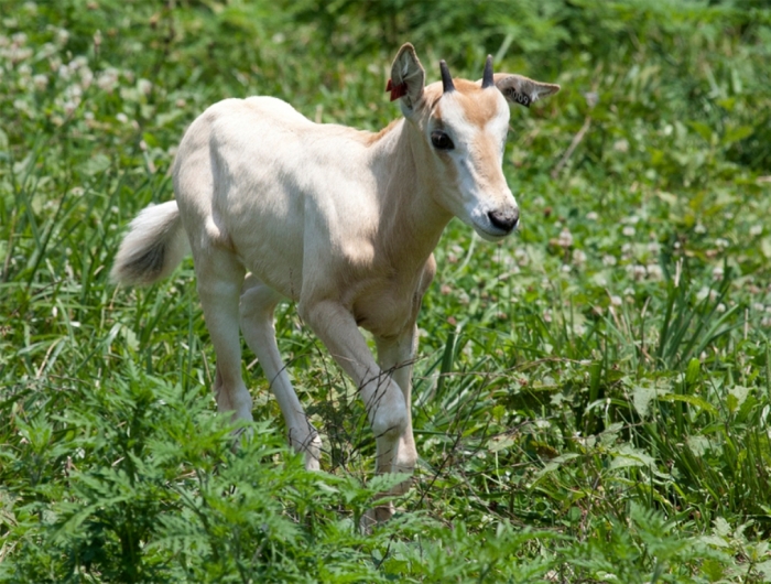 oryx01 The Arabian Oryx Returns Back to Life