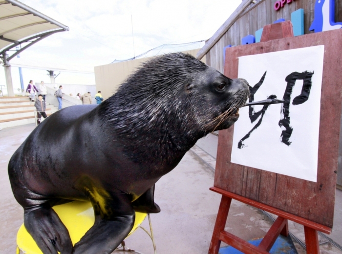 Is It “Sea Lions Or Sea Bears” You Have to Decide 5 pb-110103-sea-lion-eg