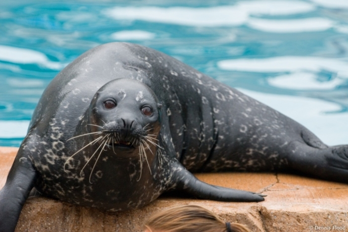 Is It “Sea Lions Or Sea Bears” You Have to Decide 9 performing_sea_lion_8147