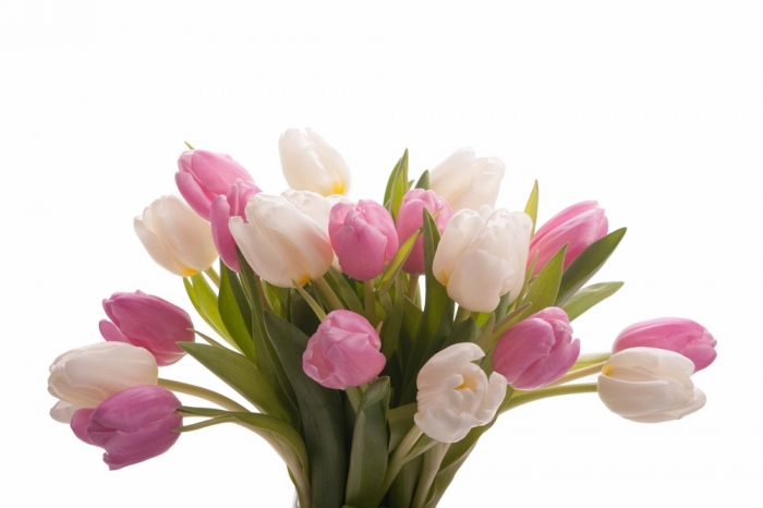 How to Increase the Beauty of White Tulip Flowers 7 pink-white-tulips-mix-1