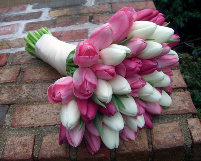 How to Increase the Beauty of White Tulip Flowers 4 pink-white-tulips