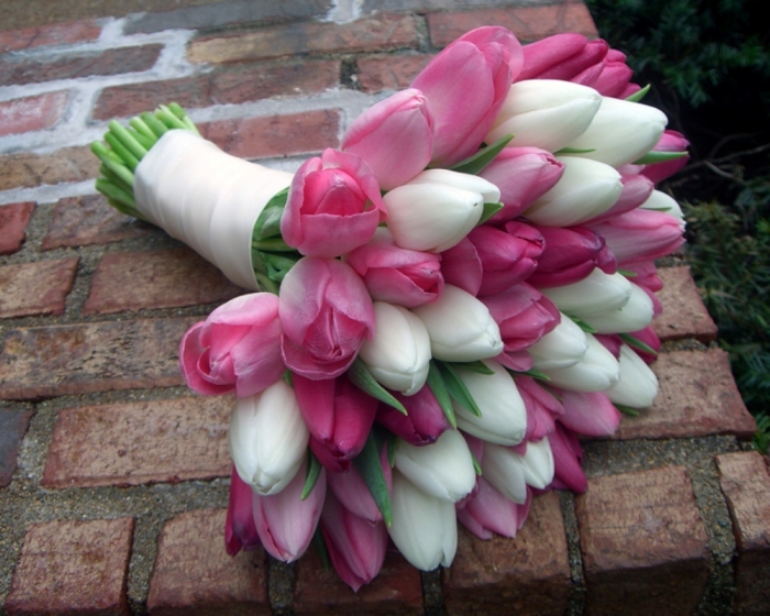pink-white-tulips How to Increase the Beauty of White Tulip Flowers
