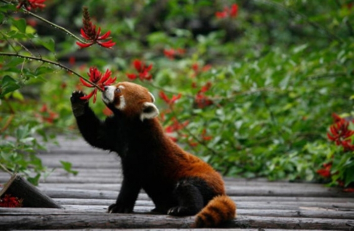 red-panda-5-840x5503 Is the Red Panda a Cat, Bear or Raccoon?