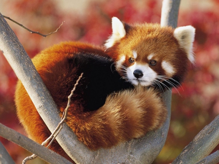 red-panda19-1024x768