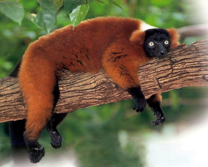 red-ruffed-lemur