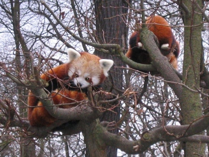 red_panda102 Is the Red Panda a Cat, Bear or Raccoon?