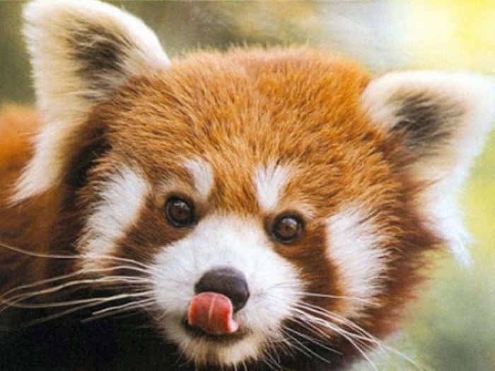 red_panda_close_up6 Is the Red Panda a Cat, Bear or Raccoon?