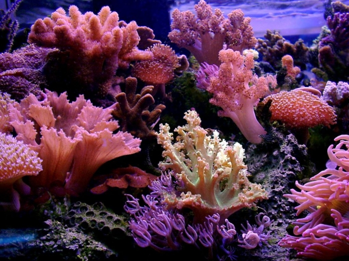 reef-wallpaper-4505-4578-hd-wallpapers What Is the Importance of the Magnificent Coral Reefs?