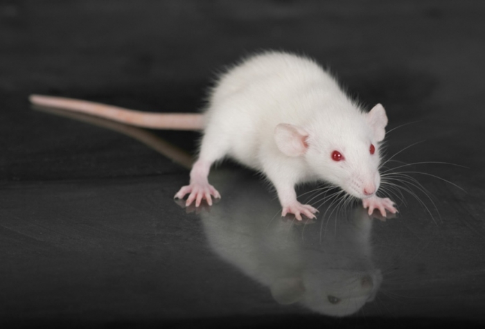 rodent_122723998_shutterstock Why Are the White Rats Extremely Important?