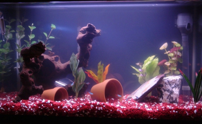 salt-water-fish-tanks1 How to Decorate Your Boring Fish Tank