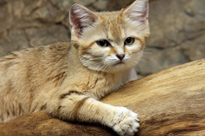 sand-cat.. Why Is the Sand Cat the Strongest Cat on Earth?