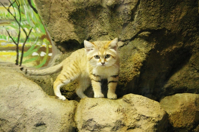 sand-cat.1 Why Is the Sand Cat the Strongest Cat on Earth?