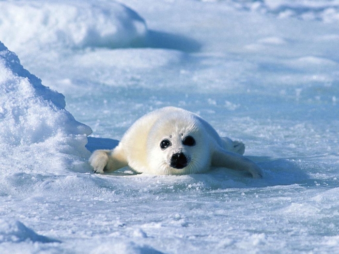 Is It “Sea Lions Or Sea Bears” You Have to Decide 11 sea-lion-485-14