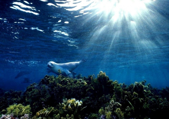Is It “Sea Lions Or Sea Bears” You Have to Decide 14 sea-lion-9631-9983-hd-wallpapers