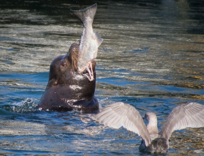 Is It “Sea Lions Or Sea Bears” You Have to Decide 17 sea-lion-eating-salmon