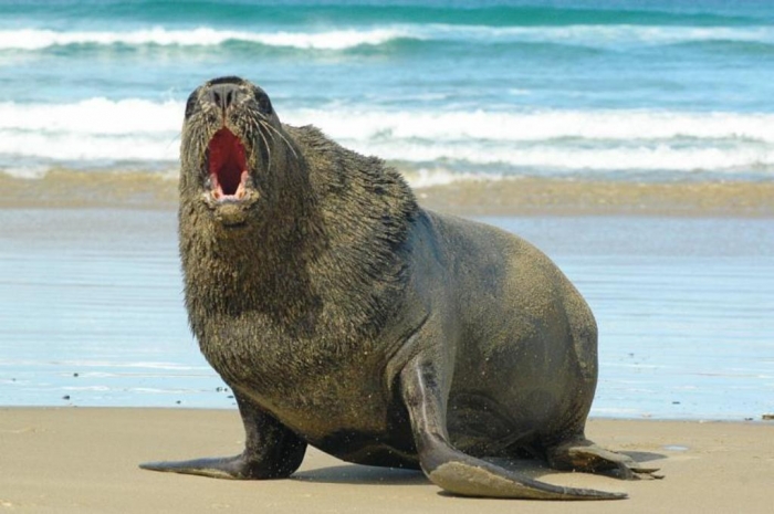 Is It “Sea Lions Or Sea Bears” You Have to Decide 7 sea-lion
