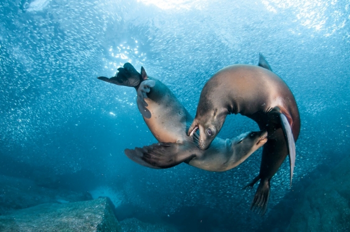 Is It “Sea Lions Or Sea Bears” You Have to Decide 19 sea lions playing