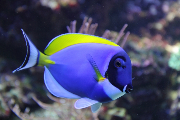 What Are the Kinds of Fish You Can Put in Your Fish Tank? 2 shutterstock_77235673