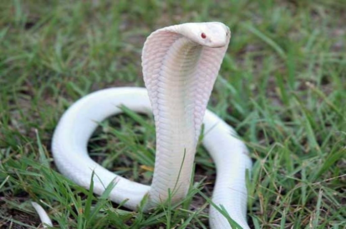 spimg Is the White Snake Just a Legend?