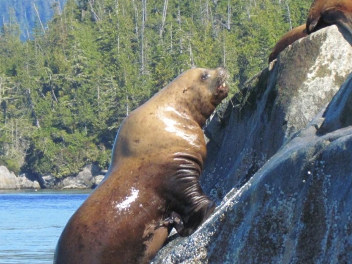 Is It “Sea Lions Or Sea Bears” You Have to Decide 21 steller-sea-lion-ear