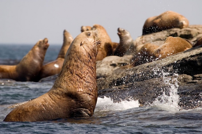 stellers-sea-lions-gallery Is It “Sea Lions Or Sea Bears” You Have to Decide