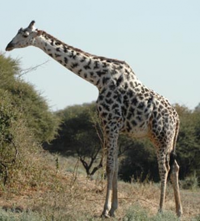 tall-giraffe