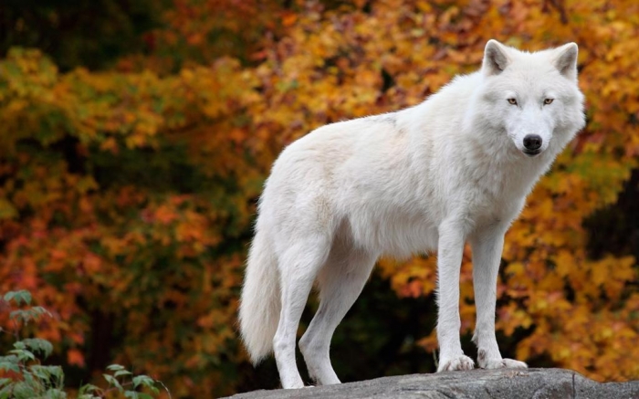 the_arctic_wolf-1536760 Serious Facts You Must Know about the White Snow Wolf