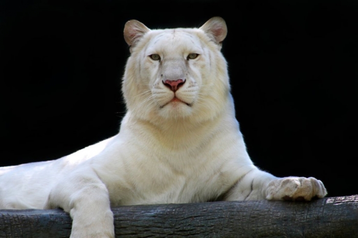 the_white_tiger_by_orionebula-d6qyxx2