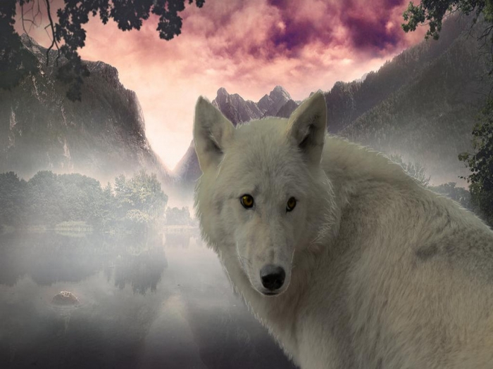 the_white_wolf-1498302 Serious Facts You Must Know about the White Snow Wolf