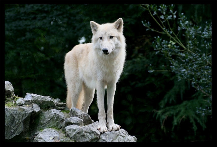 the_white_wolf_by_lunchi1 Serious Facts You Must Know about the White Snow Wolf