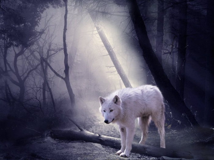 the_white_wolf_by_royalcrownestates-d3ea3ev Serious Facts You Must Know about the White Snow Wolf