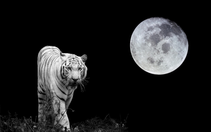 tiger-moon-white-tiger-33259310-1680-1050
