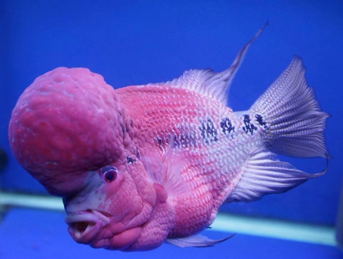 tommy-s-flowerhorn-petzonesd What Are the Kinds of Fish You Can Put in Your Fish Tank?