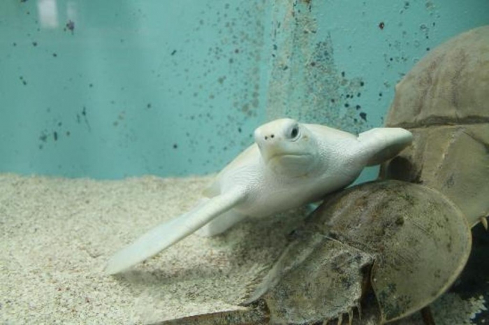 tortugranja-turtle-farm.