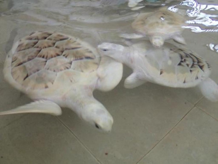 tortugranja-turtle-farm Do the White Turtles Really Exist on Earth?