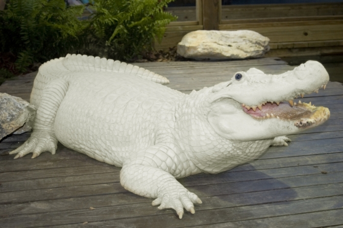 trezo-je-at-white-gator-swamp