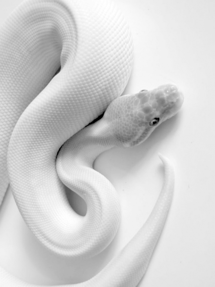 tumblr_m71hakWZtc1rq0py3o1_500 Is the White Snake Just a Legend?