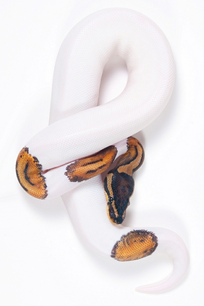 Is the White Snake Just a Legend? 7 tumblr_mg57vqMRBB1qfxsiko1_500