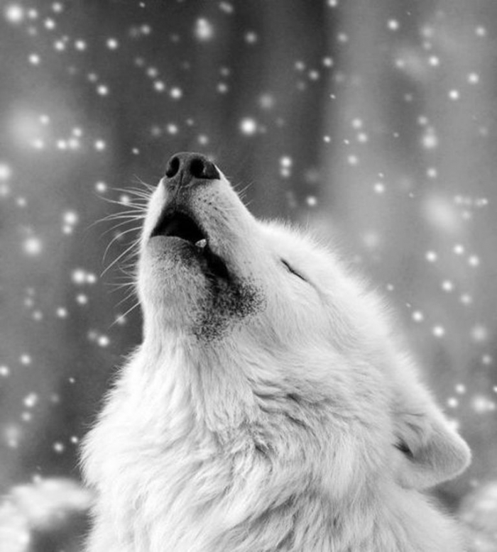 tumblr_n26nhwOaDq1sncql7o1_500 Serious Facts You Must Know about the White Snow Wolf