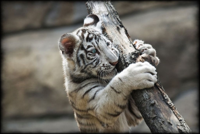 Why Are These Rare & Weird Tigers White? 9 tumblr_static_white_tiger8
