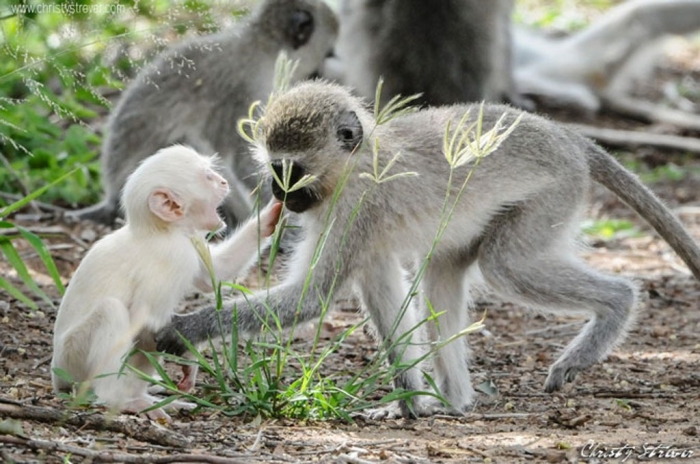 vervet-monkey-albino1 The Only White Monkey in the Whole World